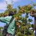 The food basket cost for agri workers has increased tremendously over the last year, especially the essential food products for agri worker households, i.e. bread, flour, maize meal, samp and cooking oil. Photo: Supplied/Food For Mzansi