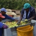 ICYMI: Agriculture stands tall as top jobs provider in Q3