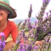 lavender farmer ingrid de waal