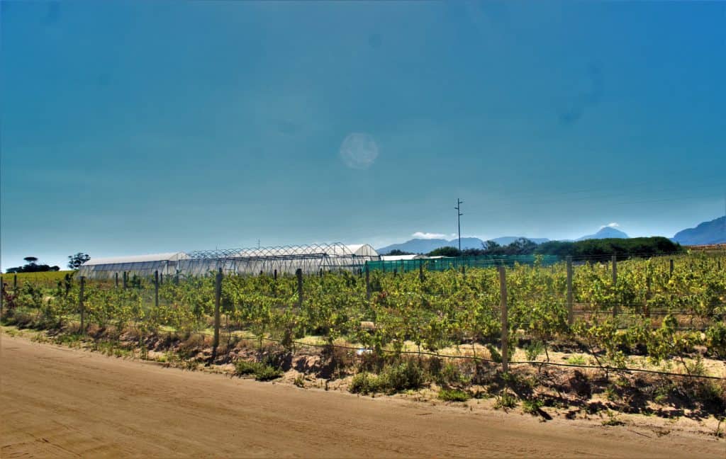 Farm crime: The severe impact of crime on farming enterprises, such as the Algina Wholesale Plant Nursery, cannot be underestimated. Photo: Duncan Masiwa/Food For Mzansi