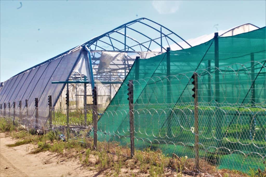 Farm crime: Criminals don’t care about the long-term impact on farming enterprises. Eugene Simons wants people to understand that their business doesn’t have money lying around. Photo: Duncan Masiwa/Food For Mzansi
