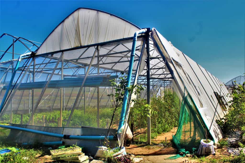 Farm crime: “It feels so difficult to move forward. It is as if you are taking one step forward and 100 steps back,” says Eugene Simons about break-ins at her Western Cape nursery. Photo: Duncan Masiwa/Food For Mzansi