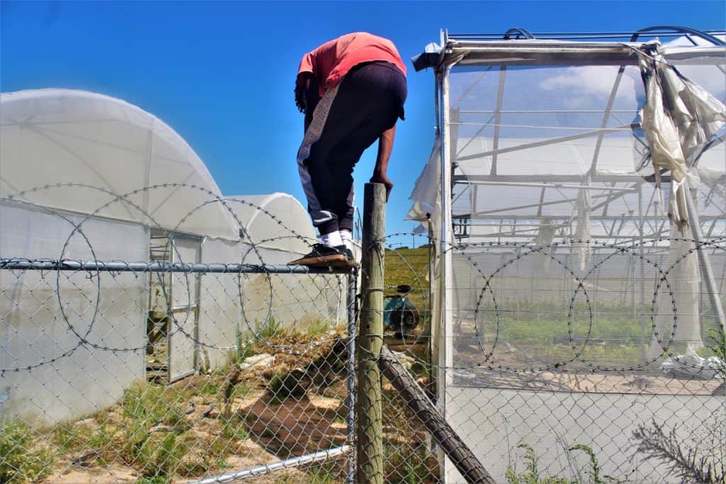 Four different sets of footprints were found on the north-eastern side of Algina Wholesale Plant Nursery. Cedric Prins, an employee, demonstrates how thieves might have gained access to the nursery. Photo: Duncan Masiwa/Food For Mzansi