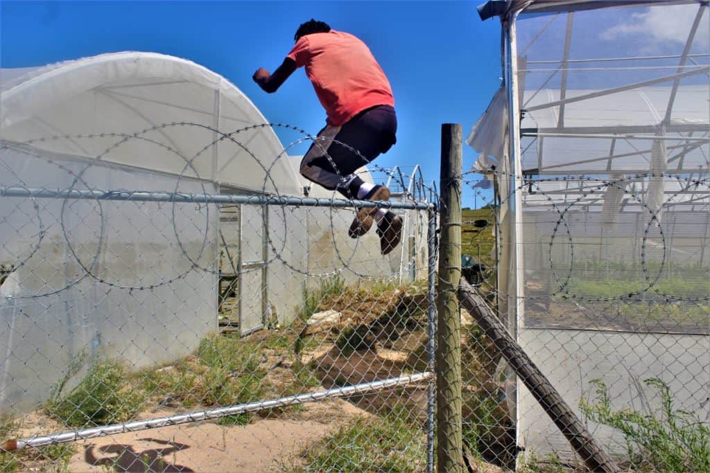 Farm crime: Cedric Prins, an employee at Algina Wholesale Plant Nursery demonstrates how thieves might have gained access to the nursery. Photo: Duncan Masiwa/Food For Mzansi