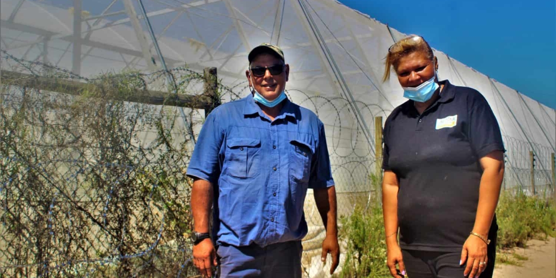 Farm crime: Eugene Simons (on the right), owner of Algina Wholesale Plant Nursery, and her husband, Alan, worry that their once thriving small-scale nursery won’t survive another incident of crime. Photo: Duncan Masiwa/Food For Mzansi