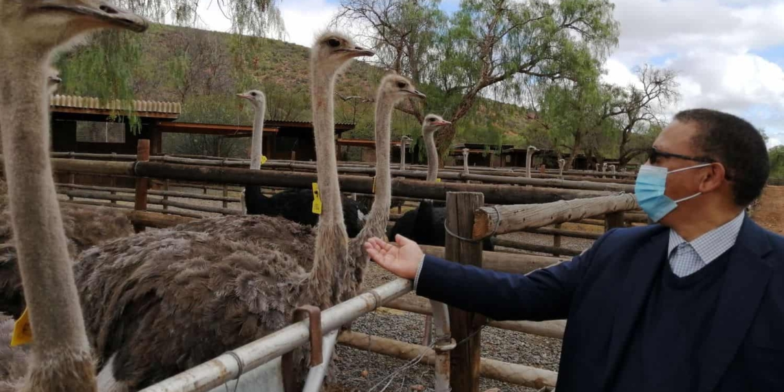 Western Cape minister of agriculture Dr Ivan Meyer considers the ostrich industry as a ministerial priority. He says, “We must continue to ensure that South Africa remains the top ostrich producing country that provides quality ostrich meat, leather, and feathers to the world. By doing so, we support the economy and jobs in the province.” Photo: Supplied/Food For Mzansi