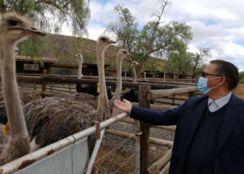 Western Cape minister of agriculture Dr Ivan Meyer considers the ostrich industry as a ministerial priority. He says, “We must continue to ensure that South Africa remains the top ostrich producing country that provides quality ostrich meat, leather, and feathers to the world. By doing so, we support the economy and jobs in the province.” Photo: Supplied/Food For Mzansi