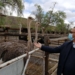 Western Cape minister of agriculture Dr Ivan Meyer considers the ostrich industry as a ministerial priority. He says, “We must continue to ensure that South Africa remains the top ostrich producing country that provides quality ostrich meat, leather, and feathers to the world. By doing so, we support the economy and jobs in the province.” Photo: Supplied/Food For Mzansi