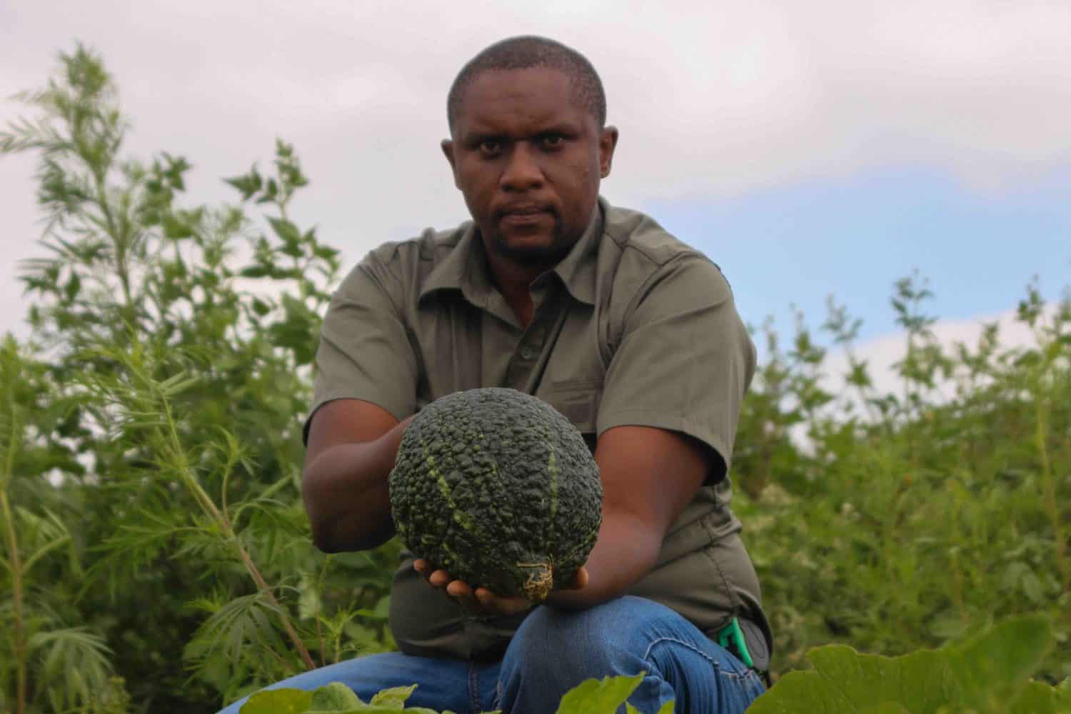 Nhlanhla Zuma has planted a variety of pumpkins on his farm, which he says his bees’ pollination also become very handy in ensuring the multiplication of his pumpkins produce. Photo: Magnificent Mndebele