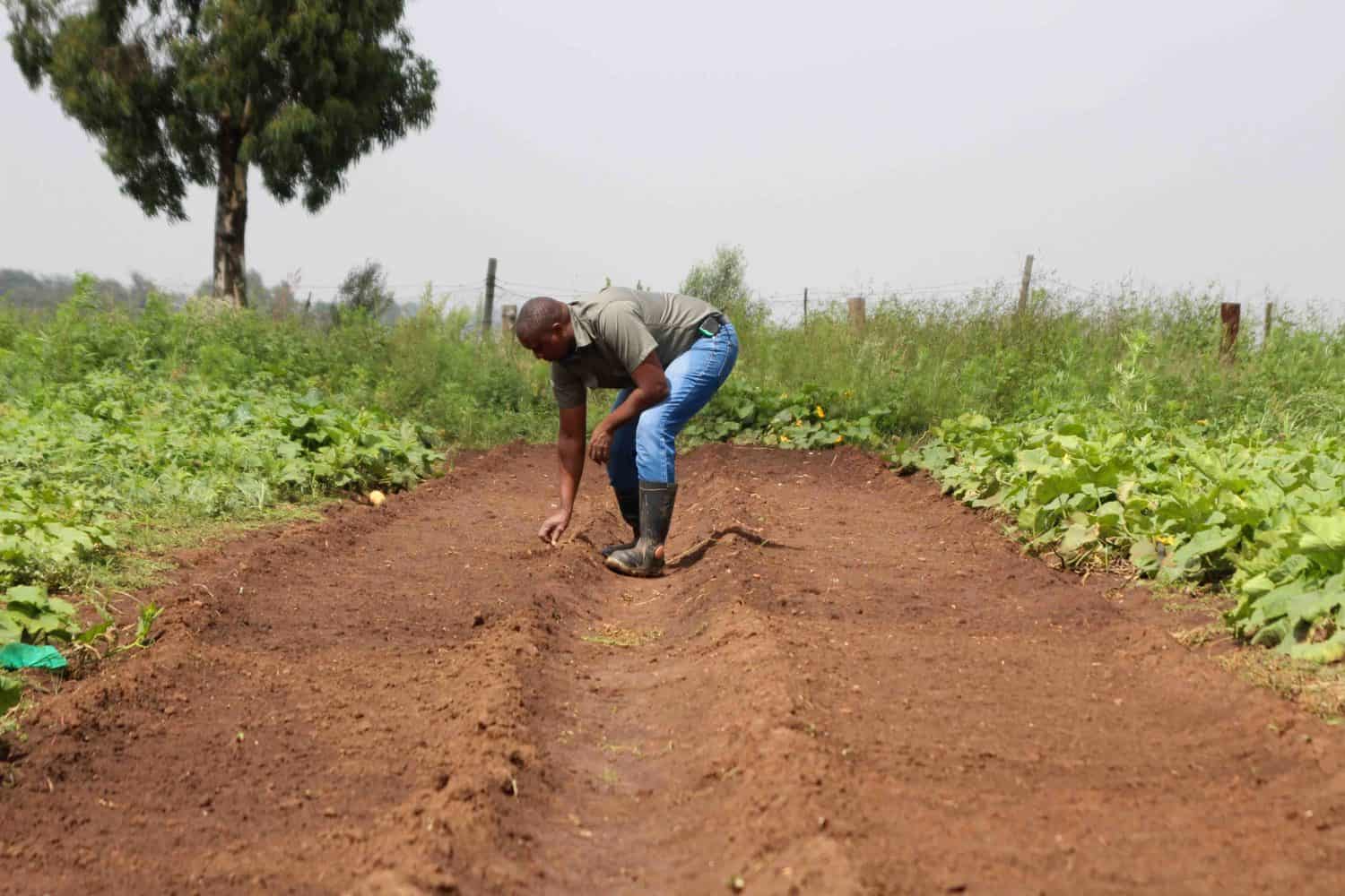 Nhlanhla Zuma is inspecting some of the garlic that he’s planted in his farm, which he expects to harvest sometime later in the year. Photo: Magnificent Mndebele