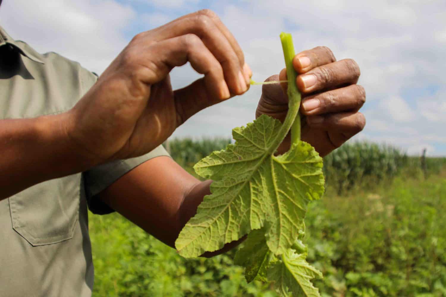 Nhlanhla Zuma has also sells the butternut leaves mixed with baby butternut, which becomes a delicious condiment. Photo: Magnificent Mndebele