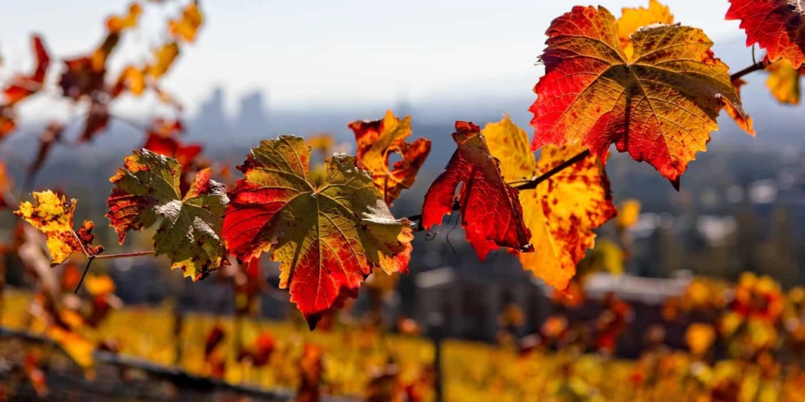 Our friends at People’s Weather (PPL WX) confirmed that the astronomical autumn begins with the autumnal equinox at exactly 11:37 on Saturday morning. Photo: Supplied/Food For Mzansi