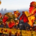Our friends at People’s Weather (PPL WX) confirmed that the astronomical autumn begins with the autumnal equinox at exactly 11:37 on Saturday morning. Photo: Supplied/Food For Mzansi