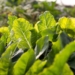 Booysens Tunnel Farming hydroponics