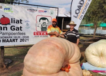 This year’s Goliat van Gat prize-winning pumpkin was cultivated by Wykus Lamprecht. He was congratulated by festival organiser Henri Combrink. Photo: Supplied/Food For Mzansi