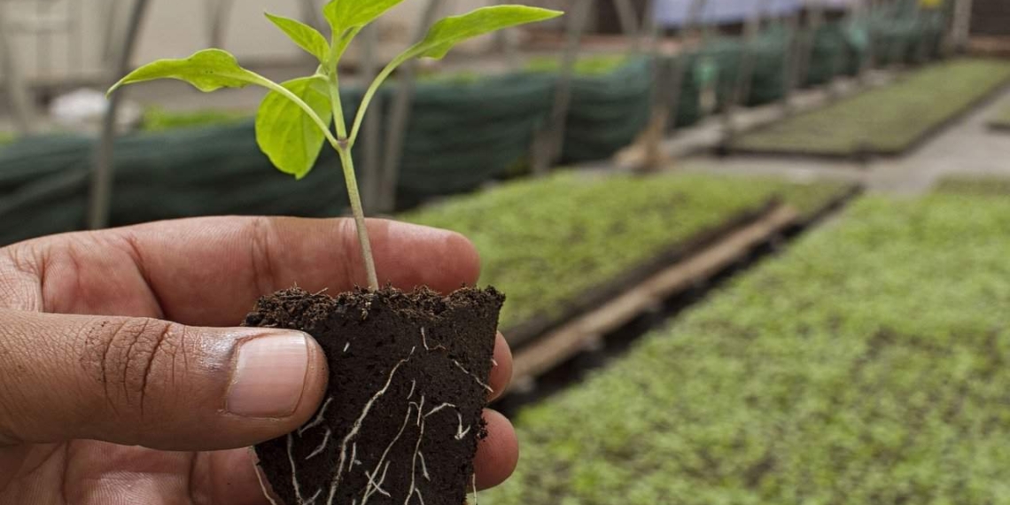 Winter is almost upon us, but we still have our autumn planting season! Here are 10 autumn crops to plant in March and April. Photo: Supplied/Food For Mzansi