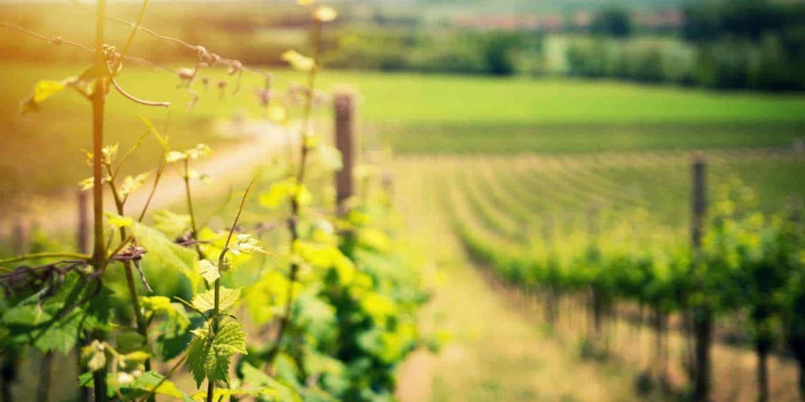 An extremely low worldwide wine production volume is expected for the remainder of 2021, according to the International Organisation of Vine and Wine (OIV). Photo: Supplied/Unsplash