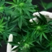 Thousands of BFASA supporters will march to SAHPRA’s offices to raise their concern over the exclusion of black farmers from the cannabis industry. Photo: Supplied/Food For Mzansi