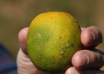 Citrus greening is spread by a disease-infected insect, and has already put the future of the world's citrus at risk. Photo: Supplied/Food For Mzansi