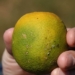 Citrus greening is spread by a disease-infected insect, and has already put the future of the world's citrus at risk. Photo: Supplied/Food For Mzansi