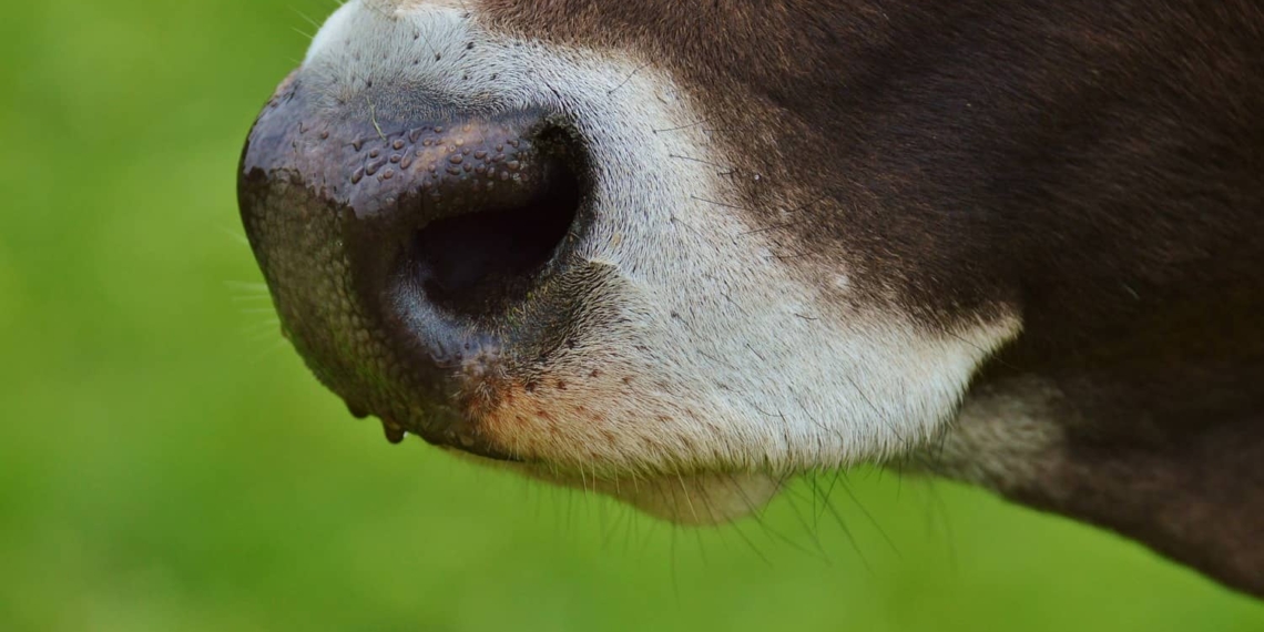 Attempts at making a vaccine for bovine malignant catarrhal fever have, thus far, failed. This makes the control of "snotsiekte" very difficult. Photo: Supplied: Food For Mzansi