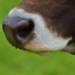 Attempts at making a vaccine for bovine malignant catarrhal fever have, thus far, failed. This makes the control of "snotsiekte" very difficult. Photo: Supplied: Food For Mzansi