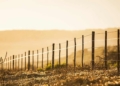 Crime: Western Cape agriculture says it remains committed to creating safer rural communities following the brutal attack on Kilpheuwel, outside Moorreesburg which led to the death of Ingrid Kock. Supplied/Food For Mzansi