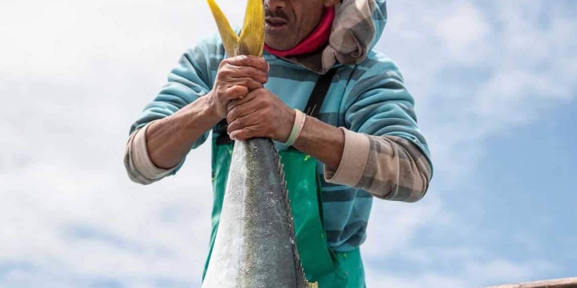 In many ways, South Africans have become used to paying more for fish during the Easter long weekend. He explains that at the harbour, when the boats come in, fishermen operate like auctioneers. Photo: ABALOBI/Facebook