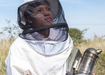 beekeeping in mzansi