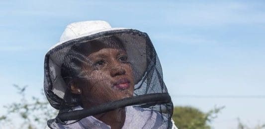 beekeeping in mzansi