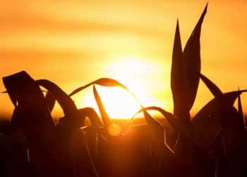 Land expropriation: Agri SA warns that today’s farmers cannot be solely held responsible for apartheid land injustices. Photo: Supplied/Food For Mzansi
