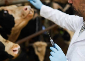 The Beefmaster Group has developed a “Farm to fork” programme that aims to educate producers about creating a healthier herd. Photo: Supplied/Food For Mzansi