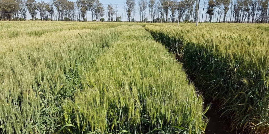 Multiplications for Usutu and Selons wheat lines were planted during 2020 amidst the fear and confusion brought on by the Covid-19 pandemic. Photo: Supplied/ARC