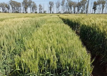 Multiplications for Usutu and Selons wheat lines were planted during 2020 amidst the fear and confusion brought on by the Covid-19 pandemic. Photo: Supplied/ARC