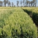 Multiplications for Usutu and Selons wheat lines were planted during 2020 amidst the fear and confusion brought on by the Covid-19 pandemic. Photo: Supplied/ARC