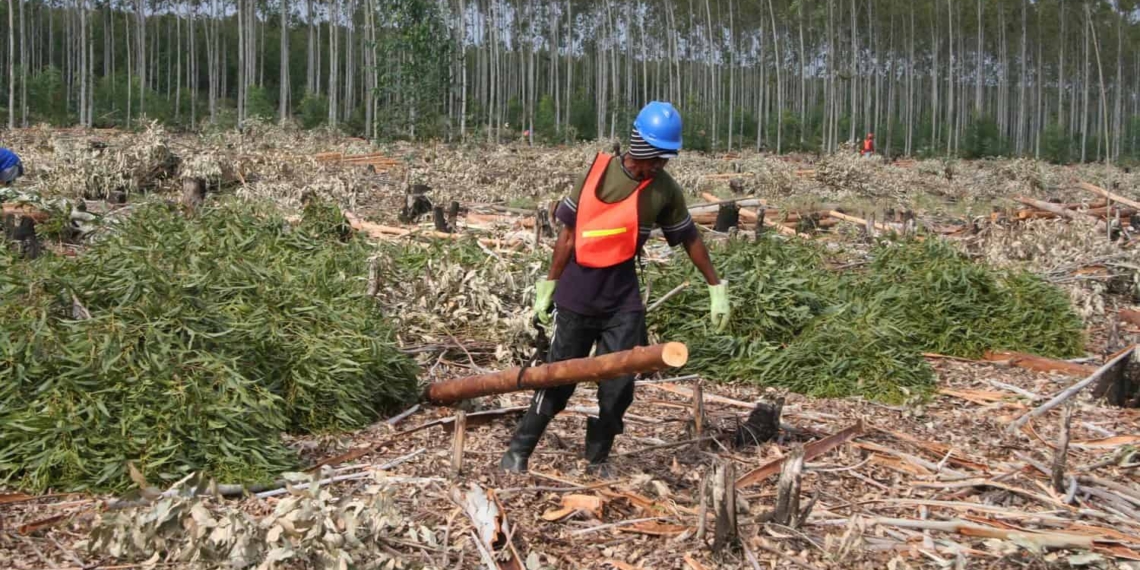 The forestry sector contributes 1,20% to GDP and employs just more than 200 000 people. Photo: Supplied/SA Forestry