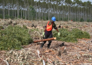 The forestry sector contributes 1,20% to GDP and employs just more than 200 000 people. Photo: Supplied/SA Forestry
