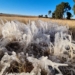 Over the past few mornings frost has occurred in the low-lying parts of the southern Free State. Photo: Supplied/Free State Agriculture