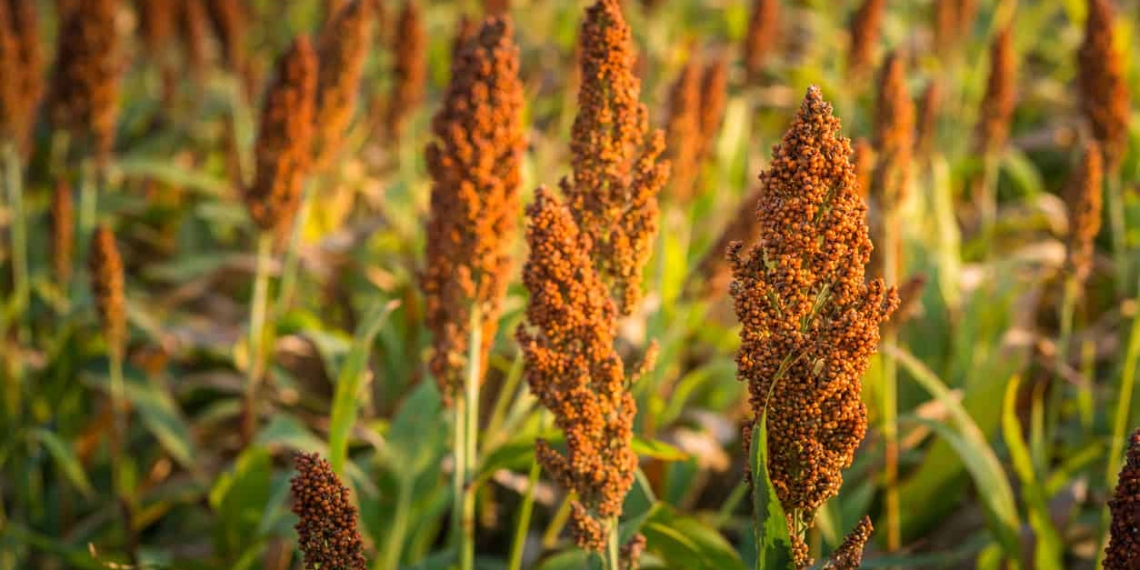 The crop estimates committee are anticipating a notable improvement in sorghum production. Photo: Supplied/Food For Mzansi
