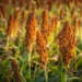 The crop estimates committee are anticipating a notable improvement in sorghum production. Photo: Supplied/Food For Mzansi