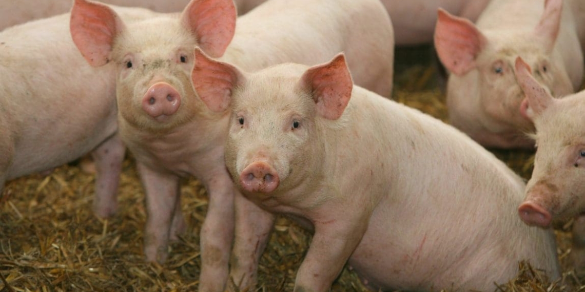 African Swine Fever | ASF