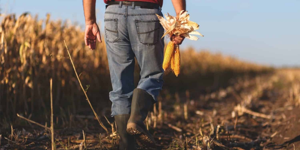 African agriculture: Investment in agriculture on the African continent still looks like a very attractive prospect for foreign investors, argues Roux Wildenboer, sector head: agriculture at the Absa Group. Photo: Supplied/Food For Mzansi