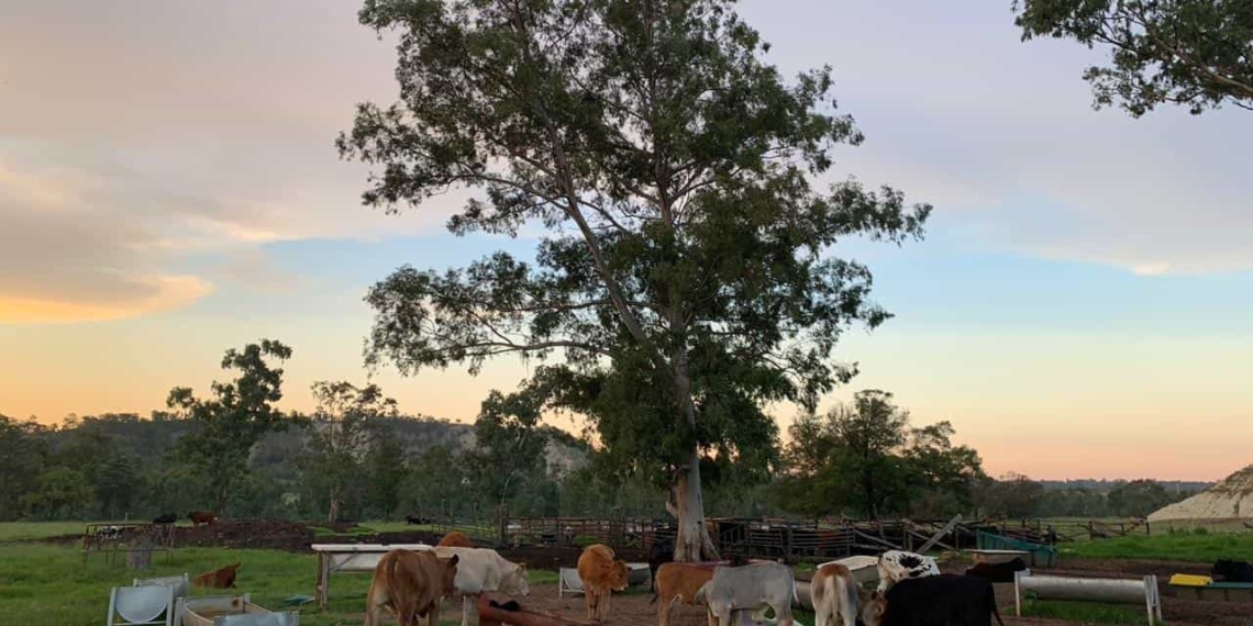 Fasting during the holy month of Ramadan can sometimes hinder Muslim farmers, but their faith feeds them. Photo: Asmal Boerdery/Supplied