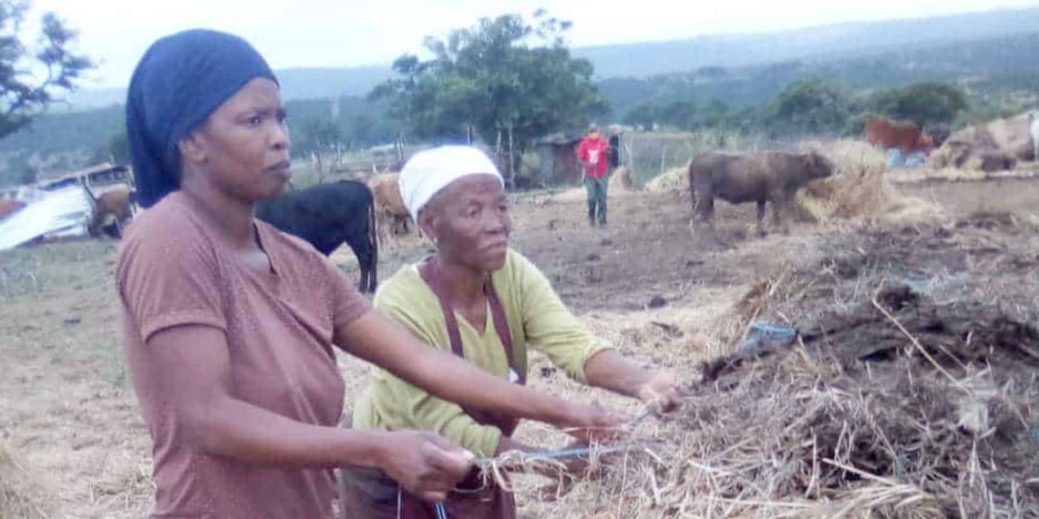 Thembelihle Gxothiwe, the husband of the Eastern Cape MEC for transport, safety and liaison, Weziwe Tikana, is allegedly evicting tenant farmer Neziswa Moyeni and her family off the Sunnyside farm on which they’ve lived and worked since the 1960s. Photo: Supplied/Food For Mzansi