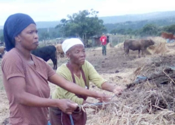 Thembelihle Gxothiwe, the husband of the Eastern Cape MEC for transport, safety and liaison, Weziwe Tikana, is allegedly evicting tenant farmer Neziswa Moyeni and her family off the Sunnyside farm on which they’ve lived and worked since the 1960s. Photo: Supplied/Food For Mzansi