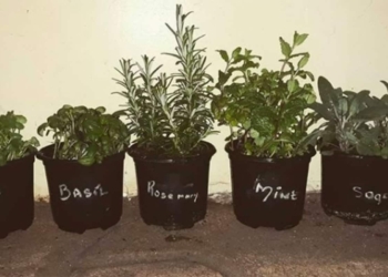 Tracey-Ann Manus needed to find a way to grieve her cousin's death, and started a garden to help her work through the loss. Photo: Supplied/Food for Mzansi