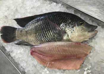 Aquaculture: Five tips to get started