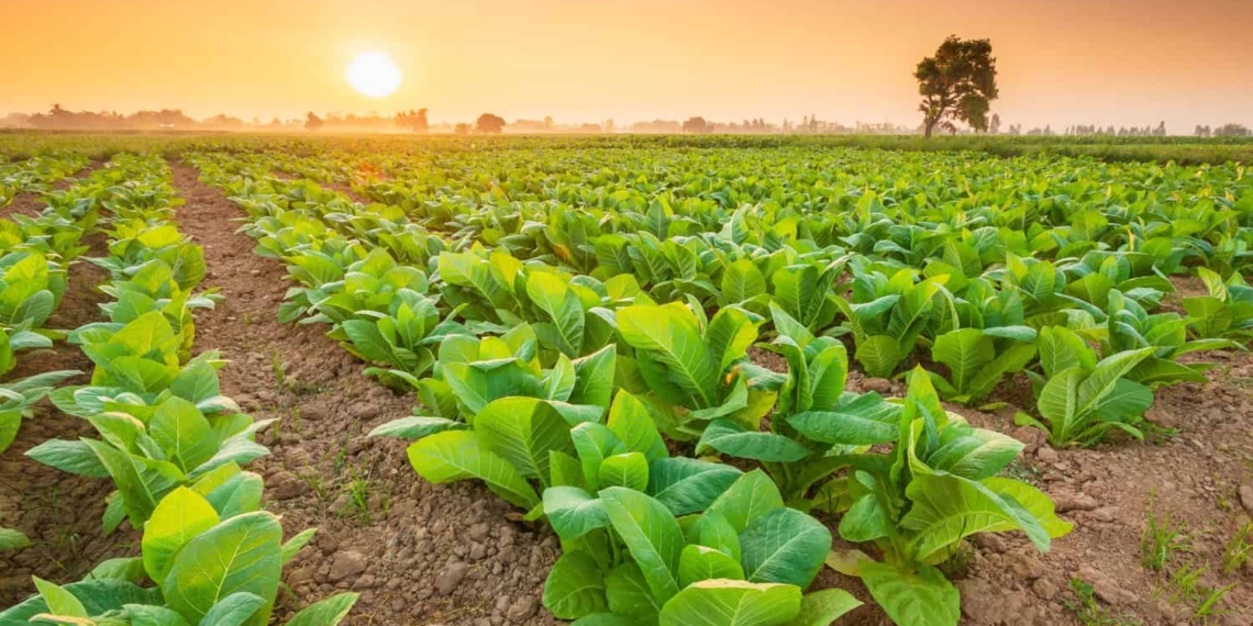 The illicit cigarette trade has already led to the demise of many tobacco farmers across South Africa. Photo: Supplied/Food For Mzansi