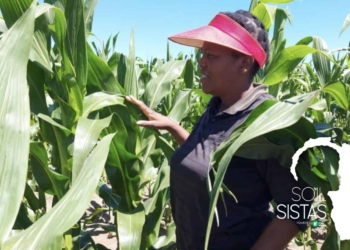 Thalita Zondi (52) started her farming enterprise in Randfontein after a chance encounter: a newspaper advert from the ARC offering courses in vegetable production. Photo: Supplied/ Food For Mzansi