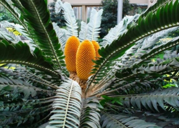African cycad species are under threat after a new pest has emerged. The seeded plant is in danger of extinction as is, and South Africa has the most diverse population of species in the world. Photo: Supplied/Food For Mzansi